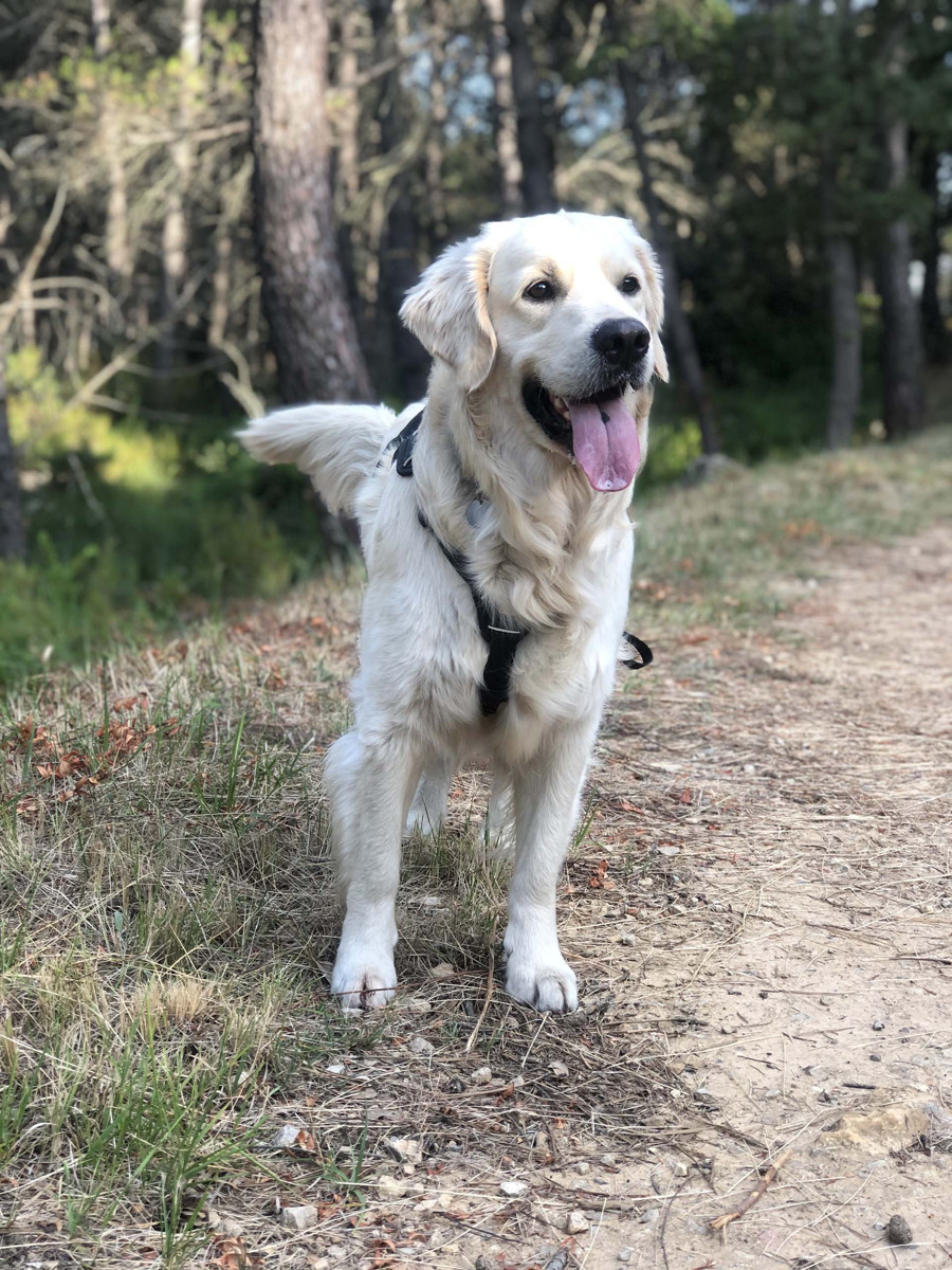 Balade avec son chien 