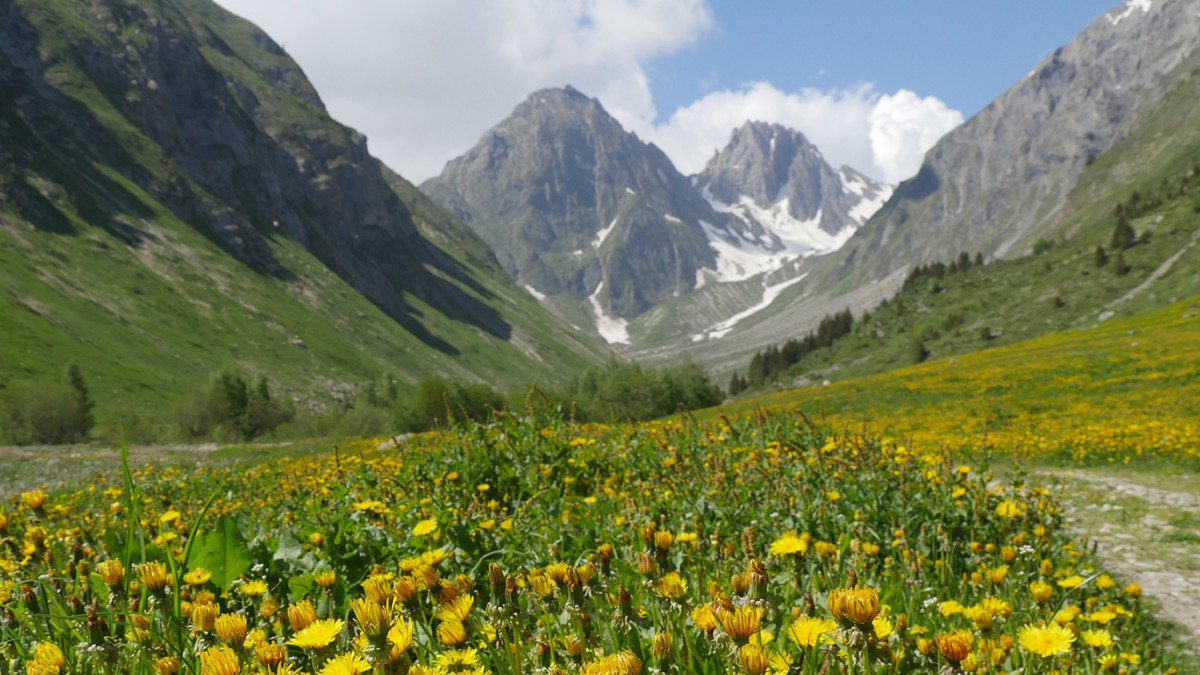 Foran en été