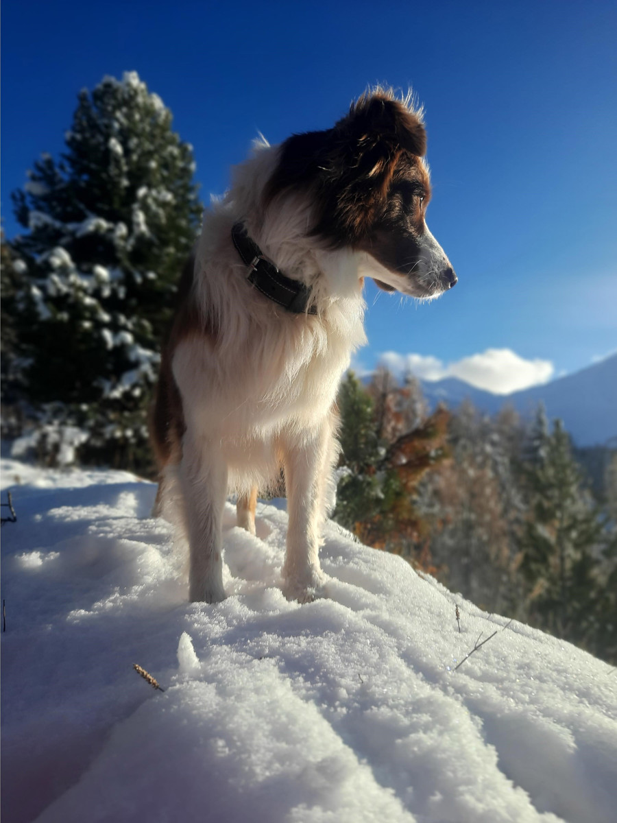 La Plagne avec son chien