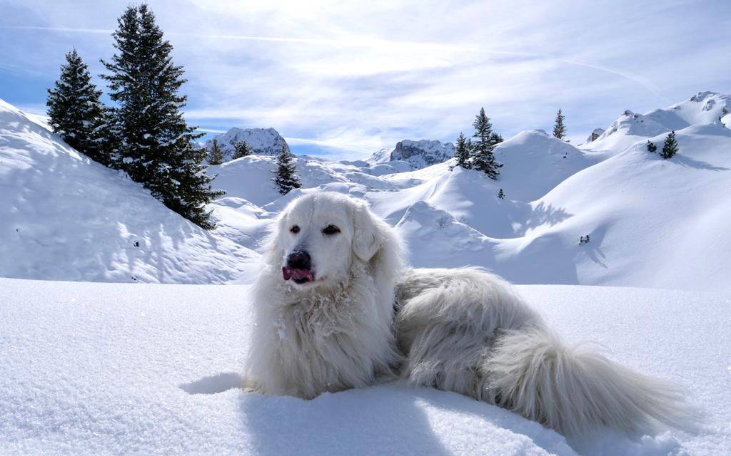 Chien dans la neige à La Plagne