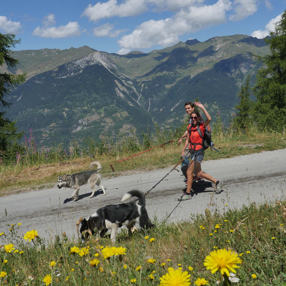 Cani-rando à La Plagne