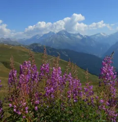 paysage été
