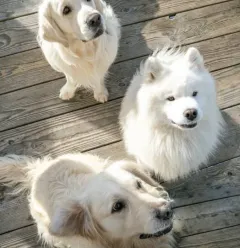 Les mascottes