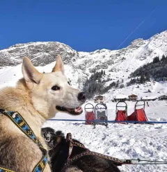 Dog sledding