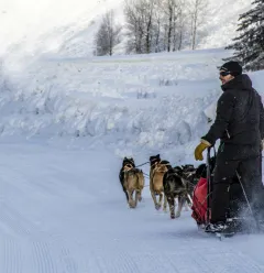 Dog sledding