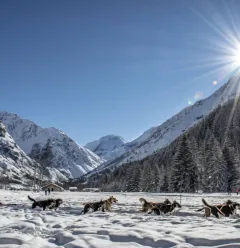 Dog sledding
