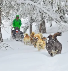 Chien de traineau