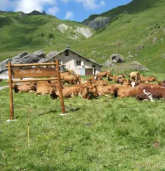 Plan Pichu, La Plagne valley