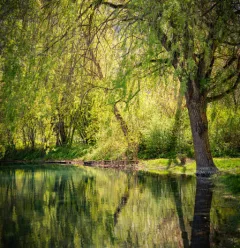 Hiking route : Centron botanical and ecological trail_Aime-la-Plagne