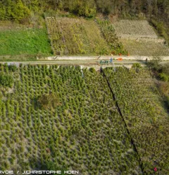 Les vignes
