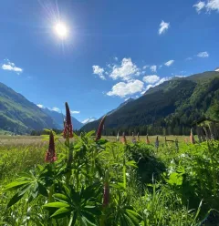 alentours été