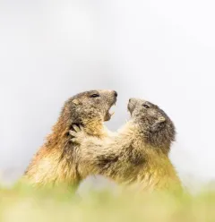 Marmotte