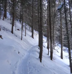 Taillette snowshoeing itinerary