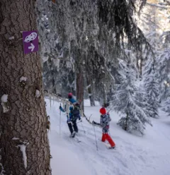 Le Bois des Fornettes trail