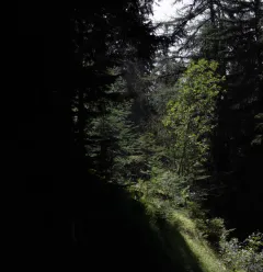 Bois des Fornettes trail