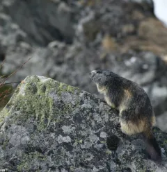 Matthieu RONDOUIN - Moutain guide