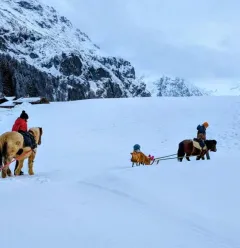 poney luge