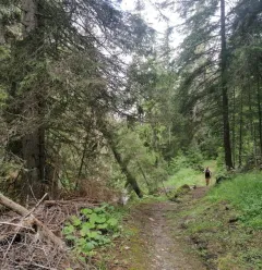 Forest track going towards La Roche