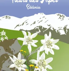 Edelweiss
