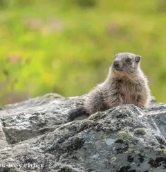 OT marmotte_DSC5104
