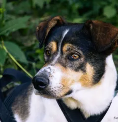 Portrait canin