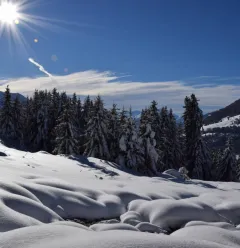 Snowy landscape