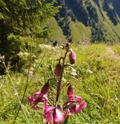 Lys Martagon