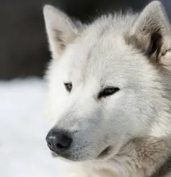 Dog-snowshoeing