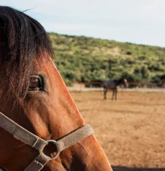 Les balades à cheval de Granier_Aime-la-Plagne