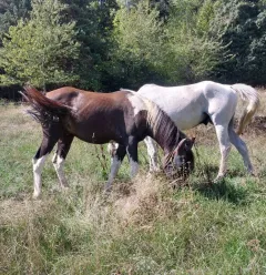 Les balades à cheval de Granier_Aime-la-Plagne
