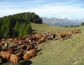Tarine cows