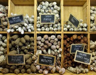 Terroir and Tradition