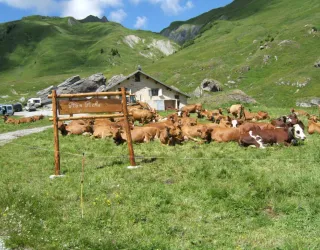 Plan Pichu mountain pasture - La Plagne valley