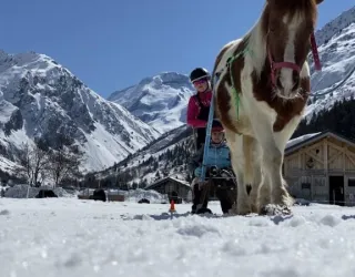 Sled pony