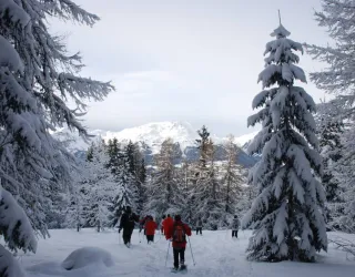 en forêt