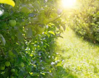 Guided walk through the orchards in Macot_La Plagne Tarentaise