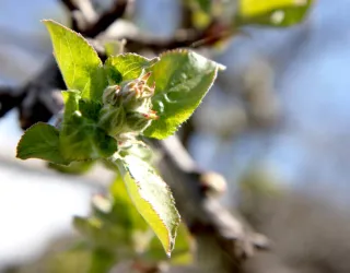 Apple trees in flower