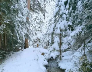 Snowshoe / hiking trail - Le Grand Bief_Aime-la-Plagne