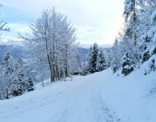Snowshoe / hiking trail - Climb through the mountain pastures_Aime-la-Plagne