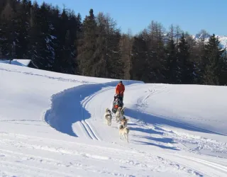 L'écrin de Baloo 