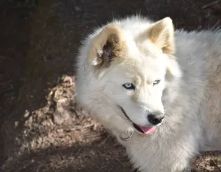 Discover the Life of a Musher_Montchavin-les-Coches