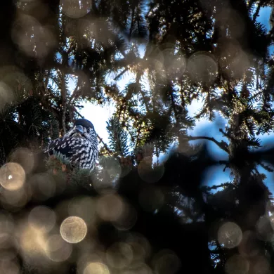 Cassenoix moucheté JNJ_Photo