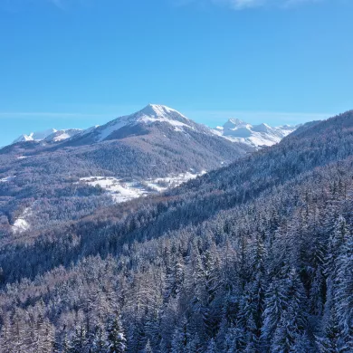 Sapins enneigés à La Plagne