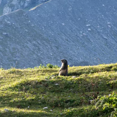 Marmotte