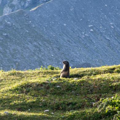Marmotte