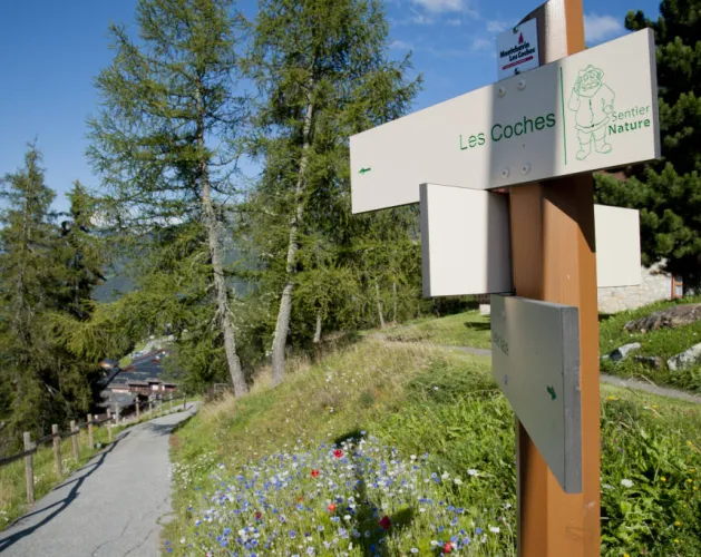 The Nature Trail