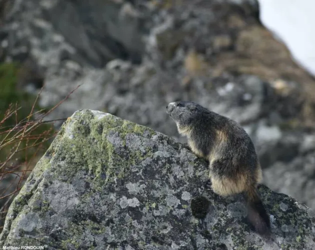Matthieu RONDOUIN - Moutain guide