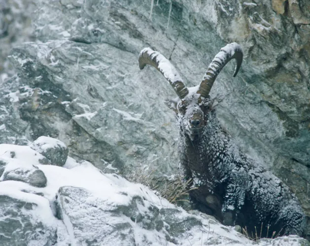 Observing ibex_Champagny-en-Vanoise