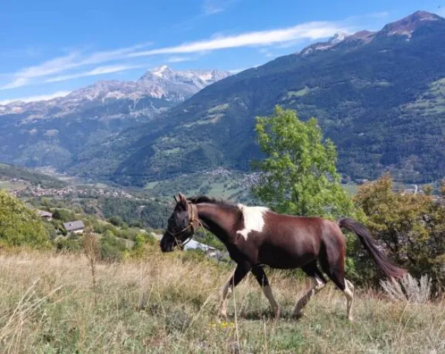Les balades à cheval de Granier_Aime-la-Plagne