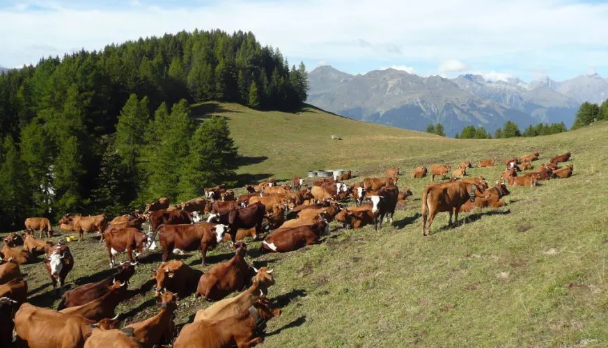Tarine cows
